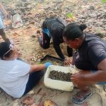 ACANDÍ: EL MILAGRO DE LA CANÁ, LA GIGANTE QUE REGRESA A LAS PLAYAS DEL CHOCÓ