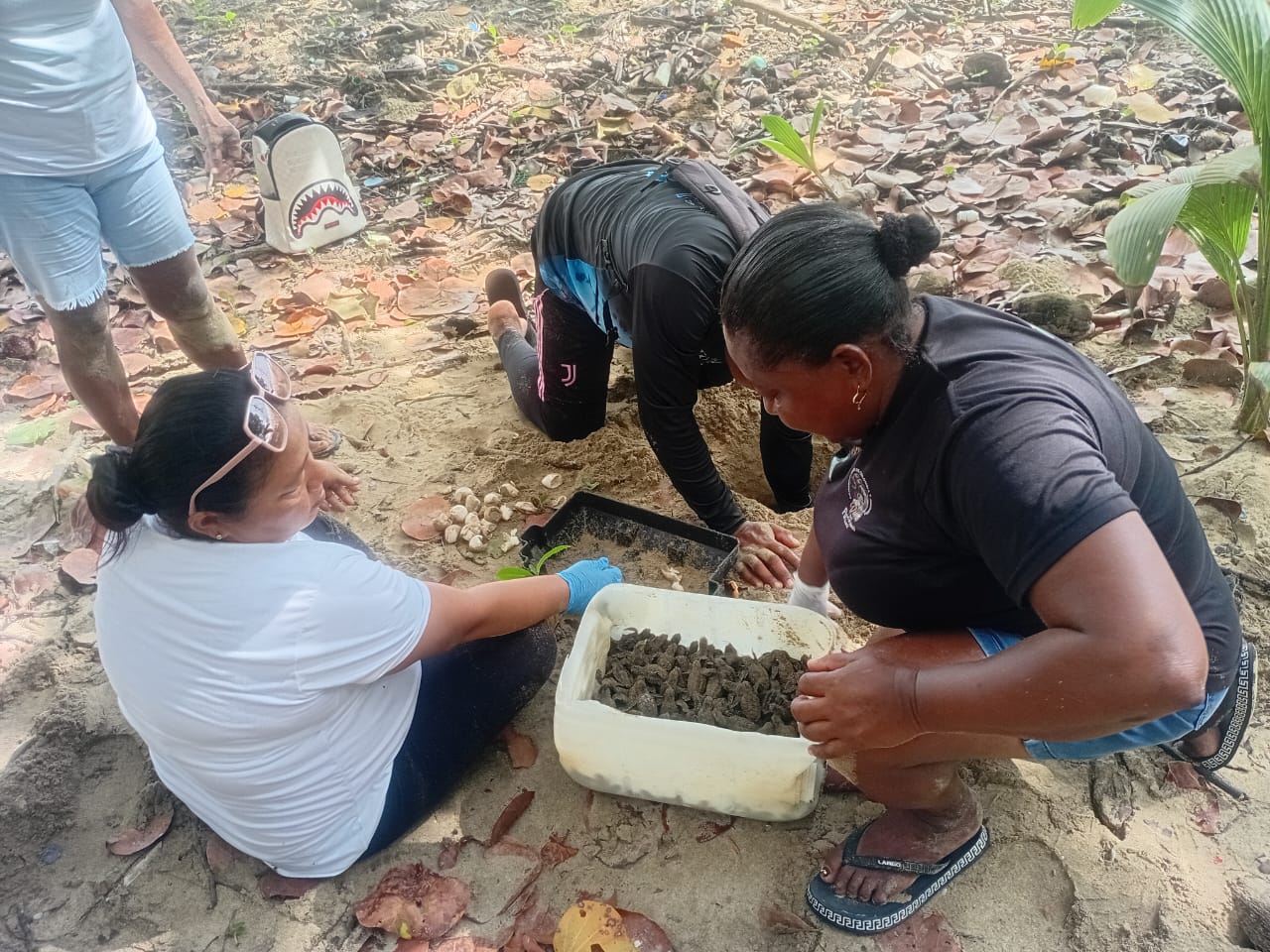 ACANDÍ: EL MILAGRO DE LA CANÁ, LA GIGANTE QUE REGRESA A LAS PLAYAS DEL CHOCÓ